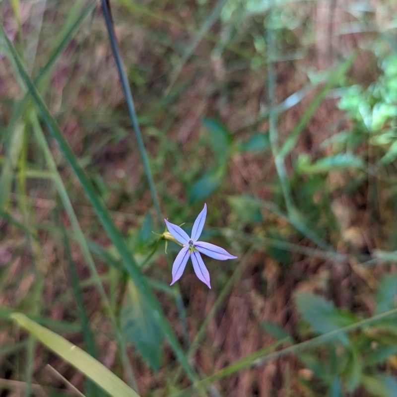 Isotoma petraea