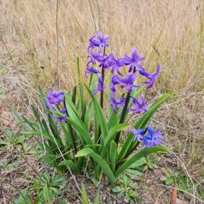 Hyacinthus multiflora