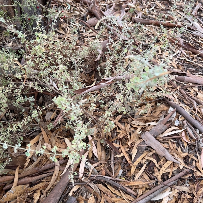 Atriplex nummularia