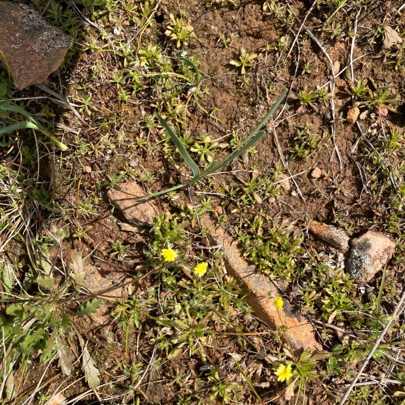 Goodenia pusilliflora