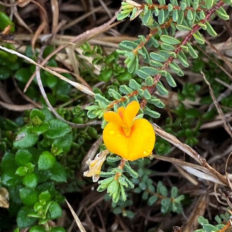 Pultenaea maritima