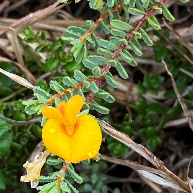 Pultenaea maritima