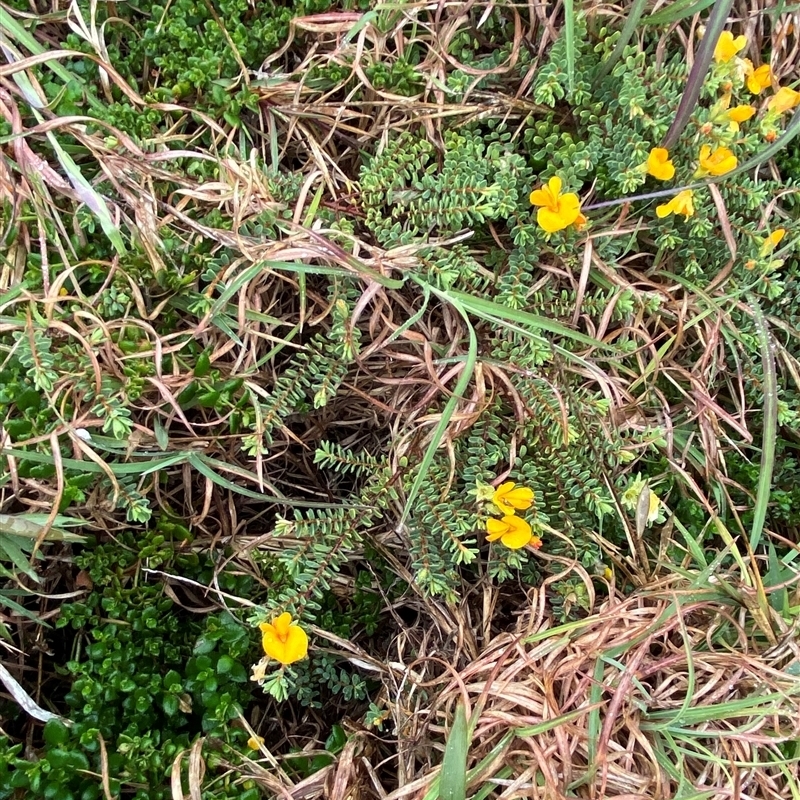 Pultenaea maritima