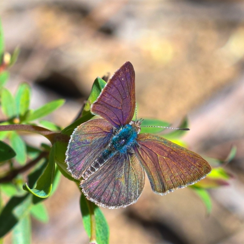 Erina sp. (genus)