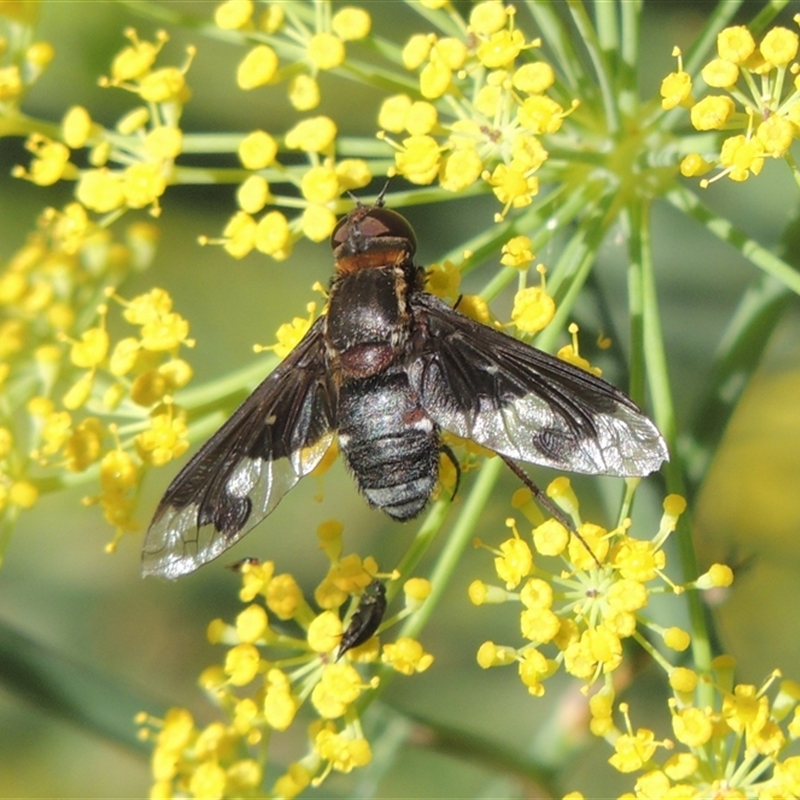 Balaana sp. (genus)