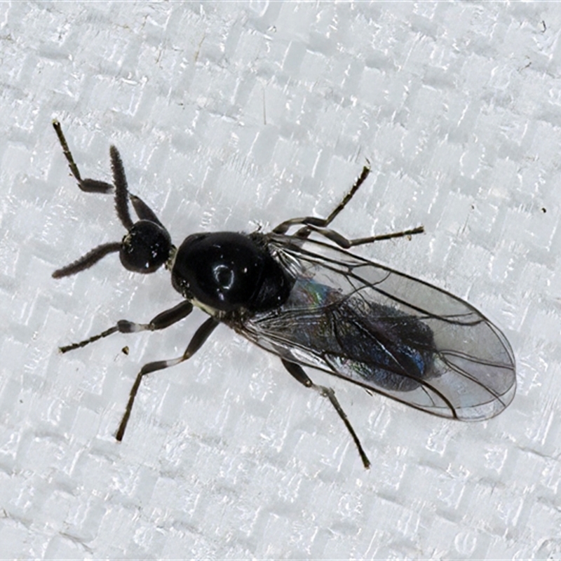 Scatopse notata