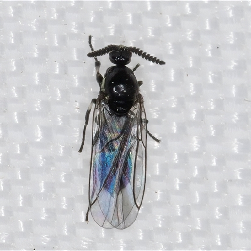 Scatopse notata