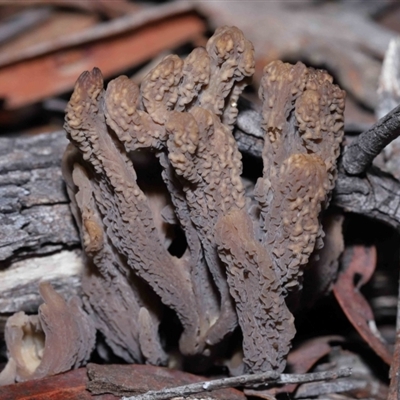 Clavulina cinerea/vinaceocervina