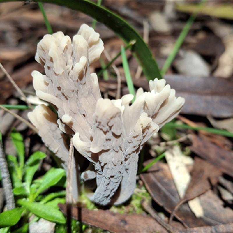 Clavulina cinerea/vinaceocervina