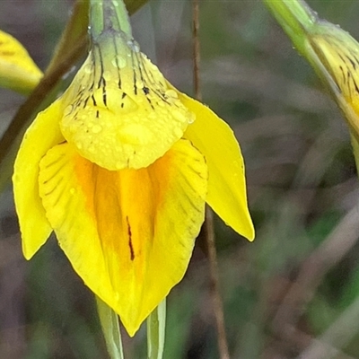 Diuris protena