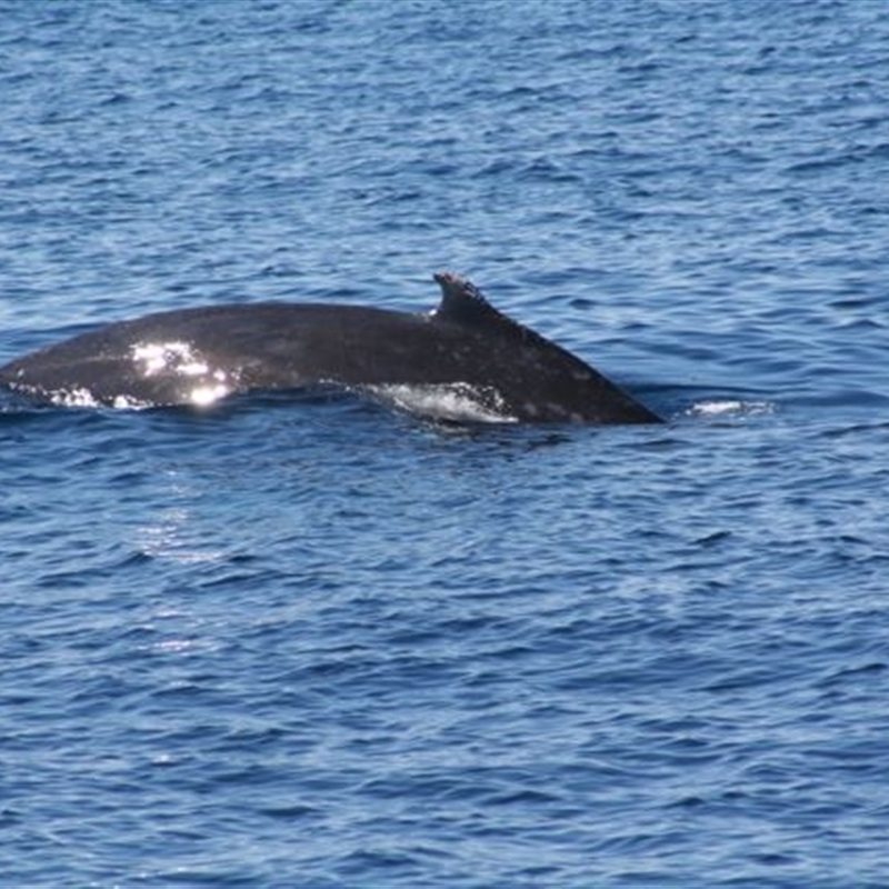 Balaenoptera acutorostrata