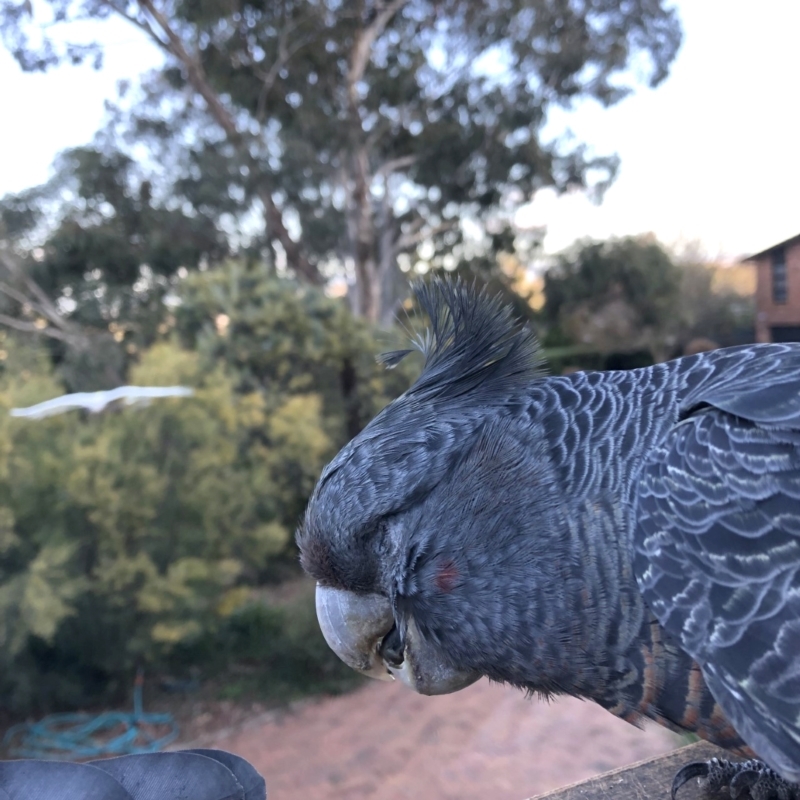 Callocephalon fimbriatum (identifiable birds)