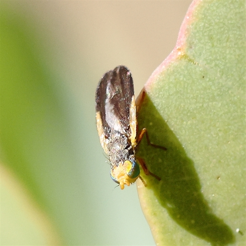 Hyalopeza schneiderae