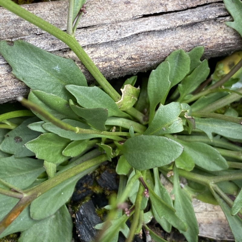 Cardamine franklinensis