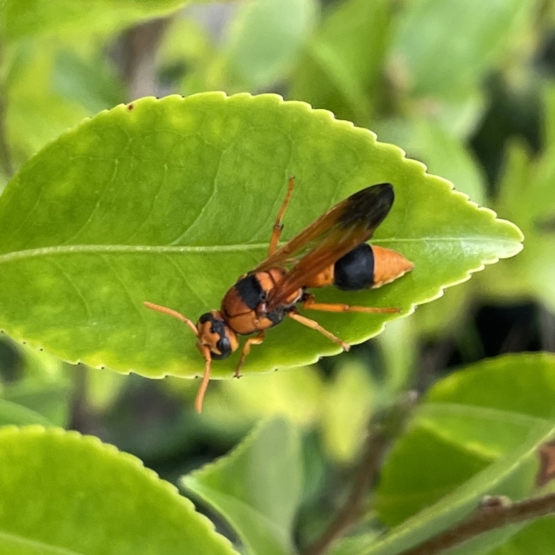 Anterhynchium nigrocinctum