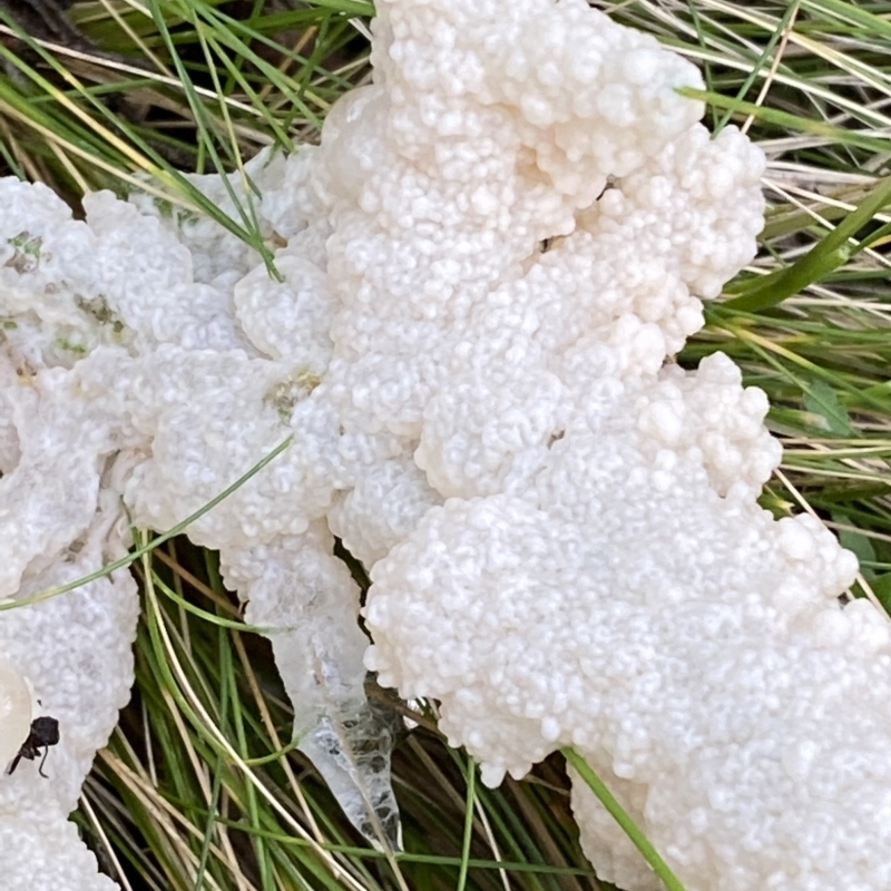 Dog Sick Slime Mould (Mucilago crustacea) - The Lawn Man