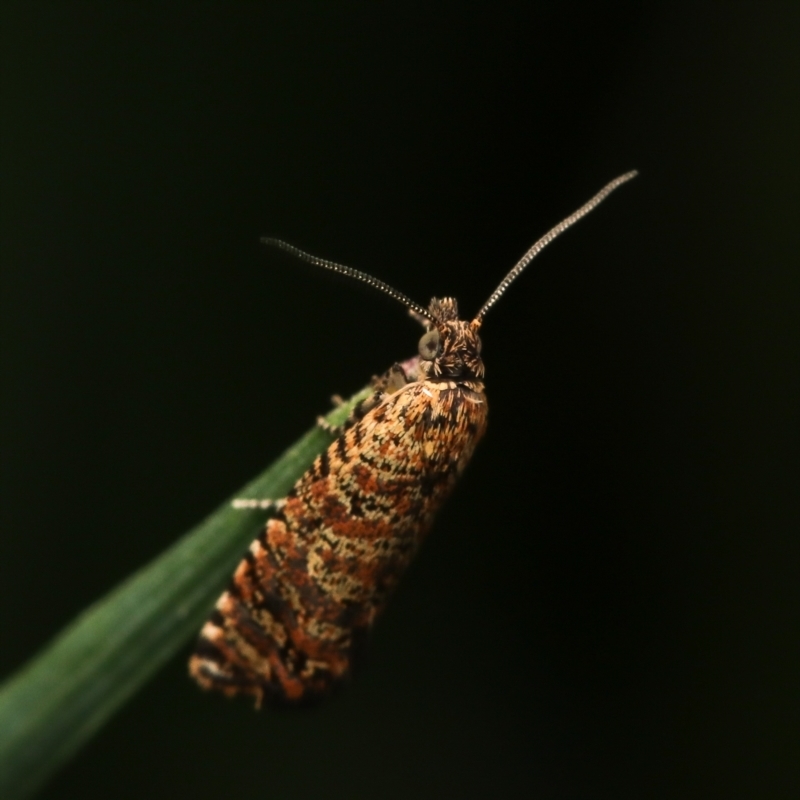 Isochorista panaeolana