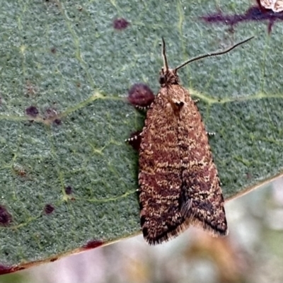 Isochorista panaeolana