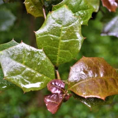 Alchornea ilicifolia