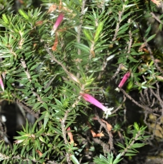 Epacris calvertiana var. versicolor