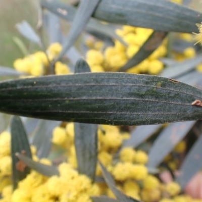 Acacia trineura