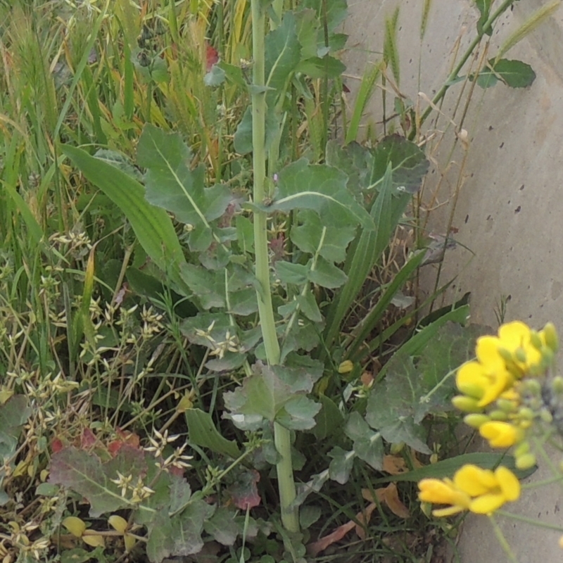 Brassica napus