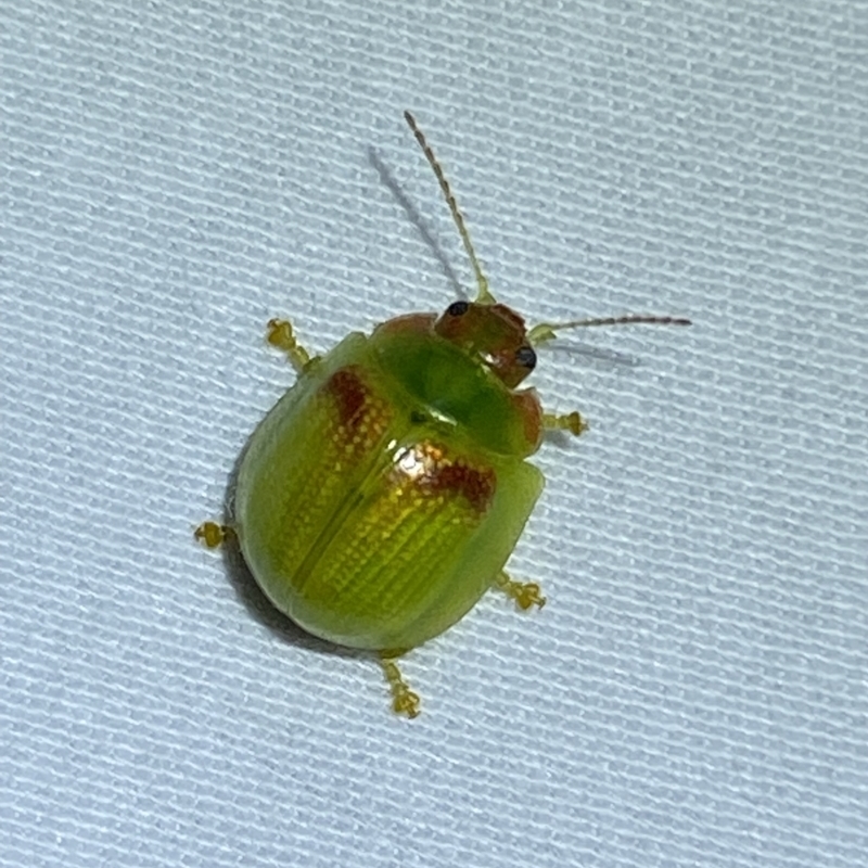Paropsisterna simsoni