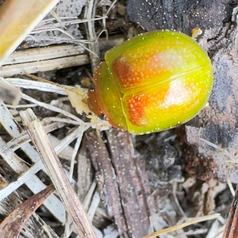 Paropsisterna simsoni