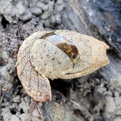 Stanisicarion freycineti