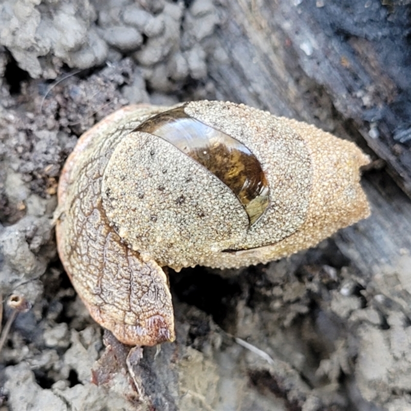 Stanisicarion freycineti