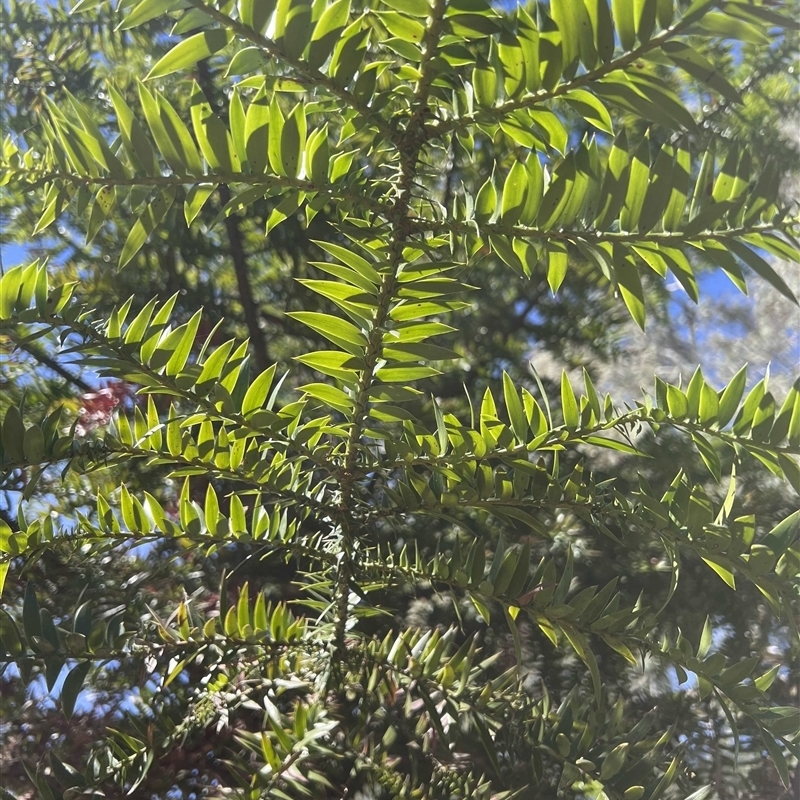 Araucaria bidwillii