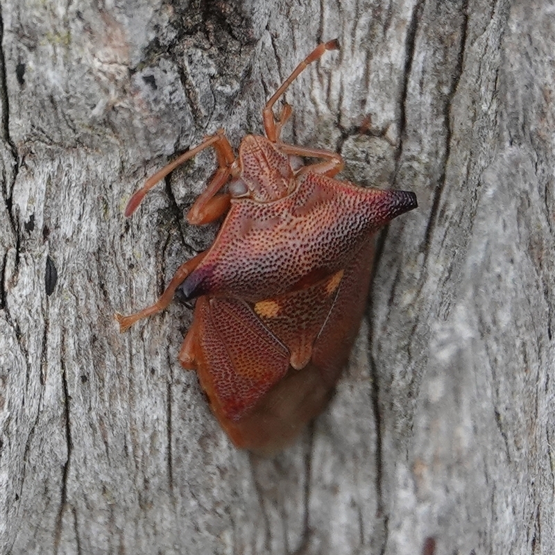 Hiarchas angularis
