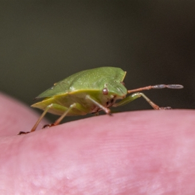 Ocirrhoe lutescens