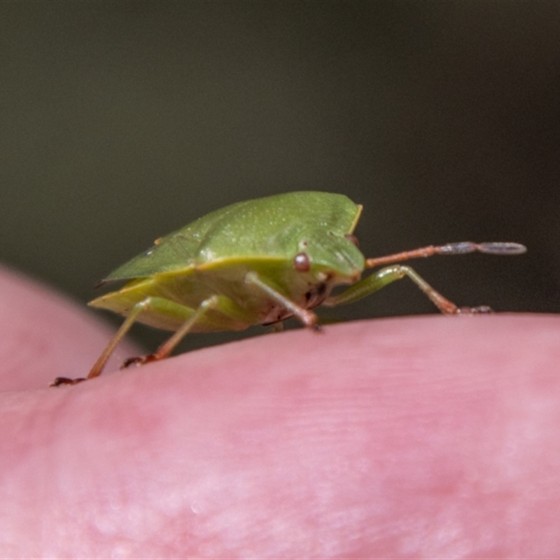 Ocirrhoe lutescens