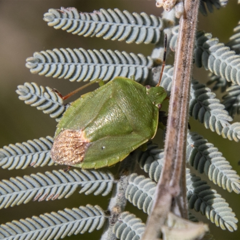 Ocirrhoe lutescens