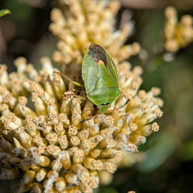 Ocirrhoe lutescens