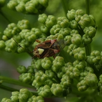 Austropeplus sp. (genus)