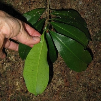 Baloghia inophylla