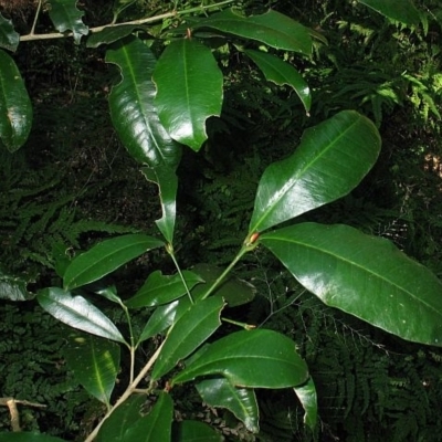 Baloghia inophylla