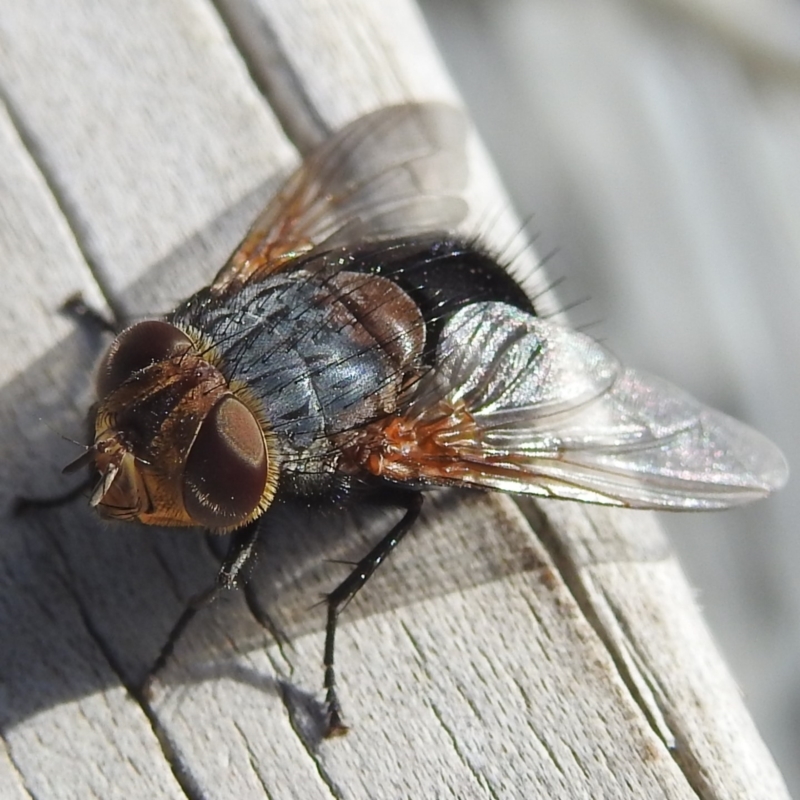 Eurygastropsis tasmaniae