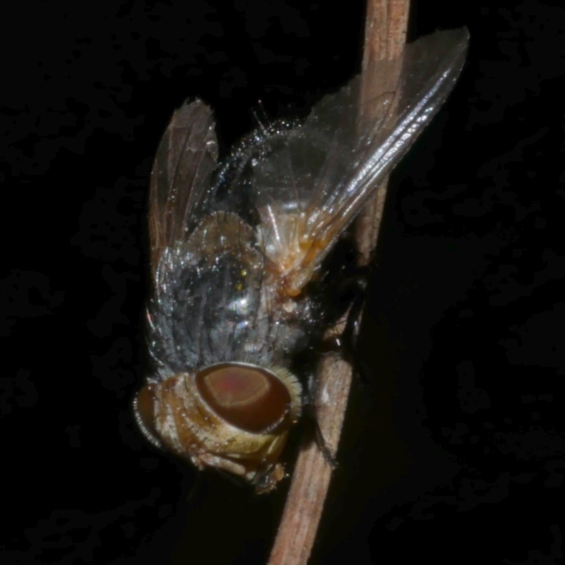 Eurygastropsis tasmaniae