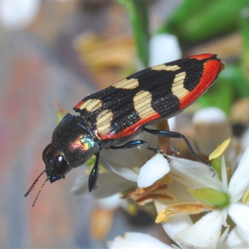 Castiarina punctatosulcata