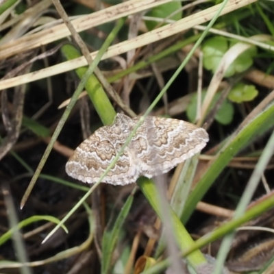 Chrysolarentia symphona