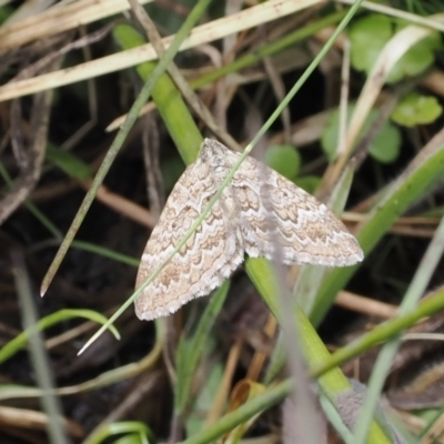 Chrysolarentia symphona