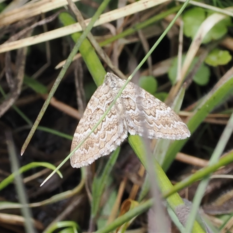 Chrysolarentia symphona