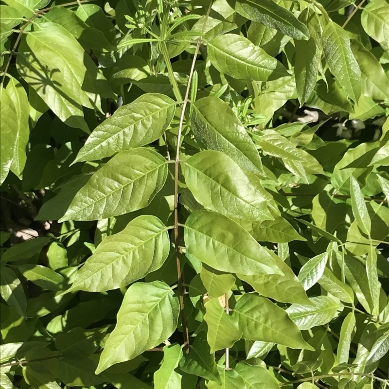 Wisteria sinensis