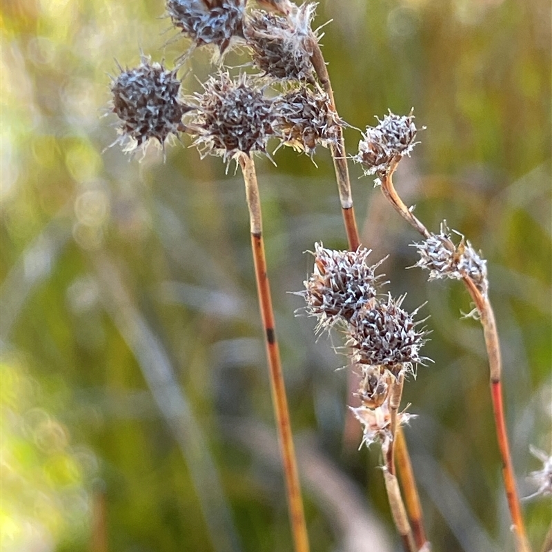 Baloskion fimbriatum