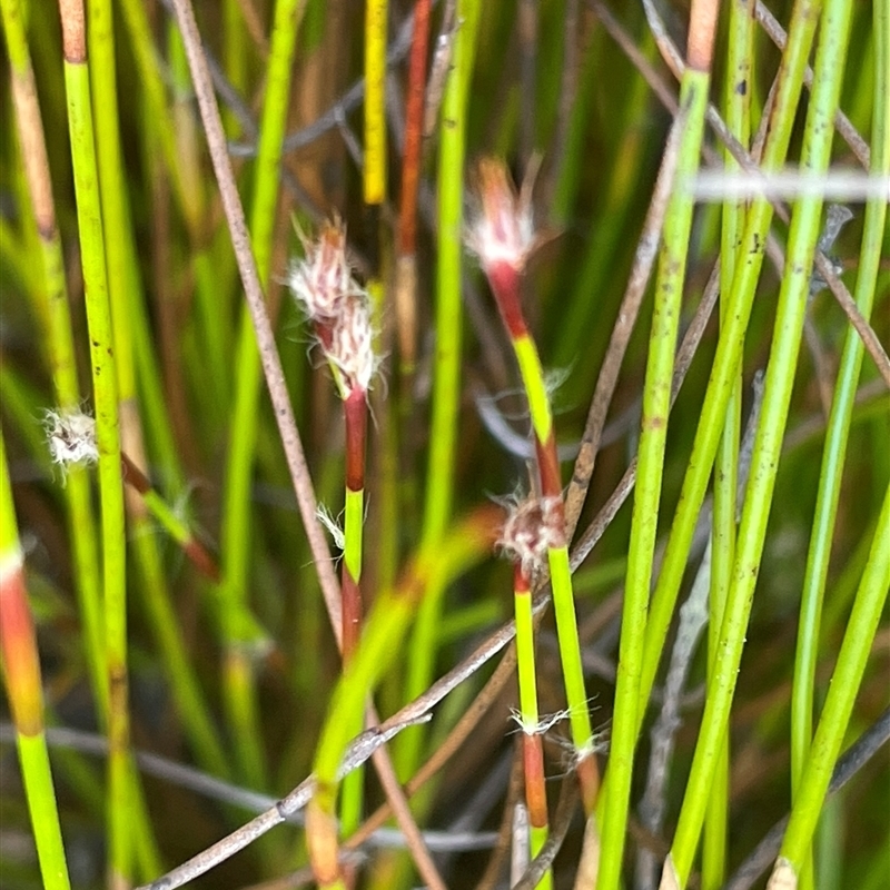 Baloskion fimbriatum