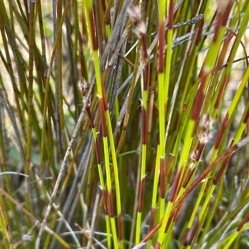 Baloskion fimbriatum