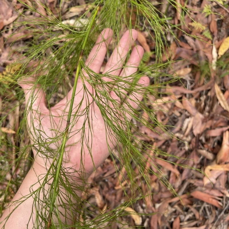 Baloskion tetraphyllum